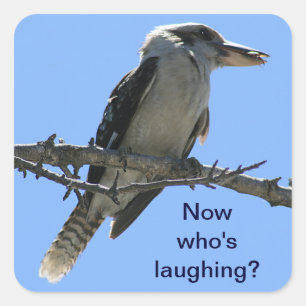 Sticker Carré Kookaburra.png