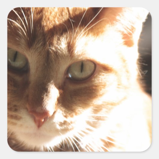 Sticker Carré Kute Kitty ! (Devant)