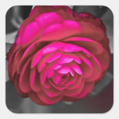 Sticker Carré La Camélia rose (Devant)