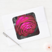 Sticker Carré La Camélia rose (Enveloppe)