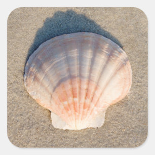 Sticker Carré La Coquille De Mer Posée Sur La Plage De Sandy