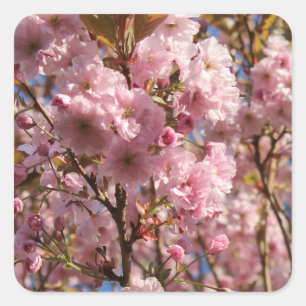 Sticker Carré La couleur printanière vive de la floraison de cer