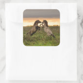 Sticker Carré La danse des chevaux sauvages (Sac)