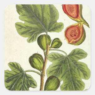 Sticker Carré La Fig Tree, plate 125 from 'A Curious Herbal', p