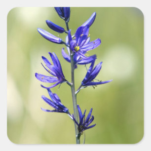 Sticker Carré La floraison d'un lys à camas dans le comté de Val