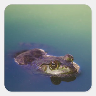 Sticker Carré La grenouille dans l'eau Les yeux de la grenouille