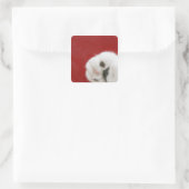 Sticker Carré La patte du chat (Sac)