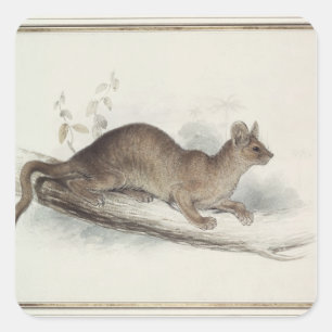 Sticker Carré La Polecat, 19ème siècle