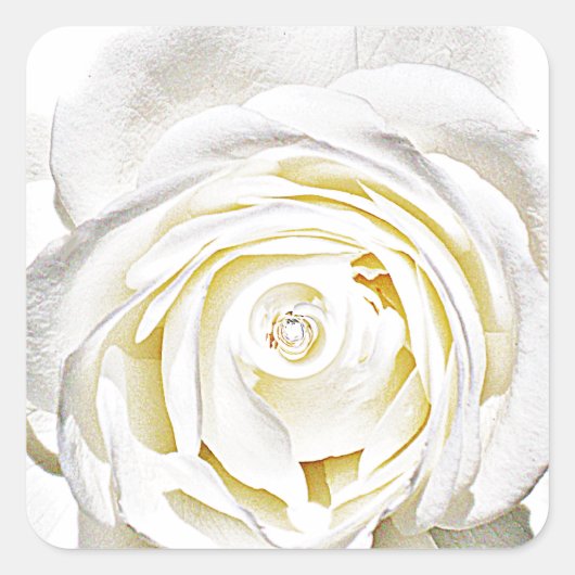 Sticker Carré La rose blanche de l'amour_ (Devant)