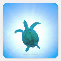 La tortue de mer nageant sous l'eau