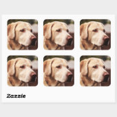 Sticker Carré Labrador Retriever (Feuille)
