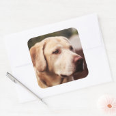 Sticker Carré Labrador Retriever (Enveloppe)