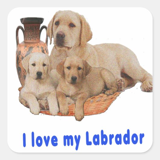 Sticker Carré Labrador Retriever (Devant)