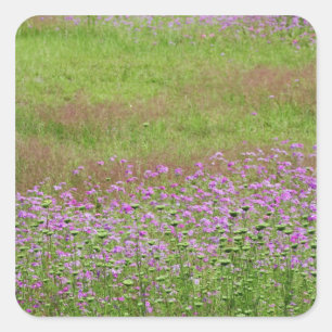 Sticker Carré Lace de la Reine Anne Daucus carota) en croissance