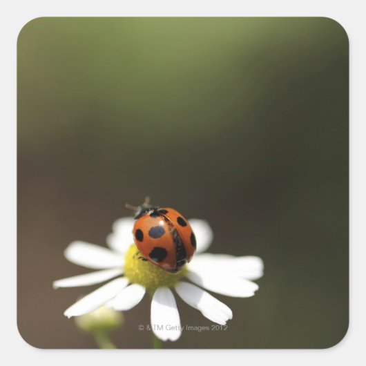 Sticker Carré Ladybird sur la Fleur Chamomile (Devant)