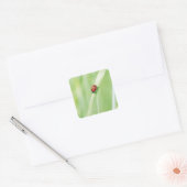 Sticker Carré Ladybug (Enveloppe)