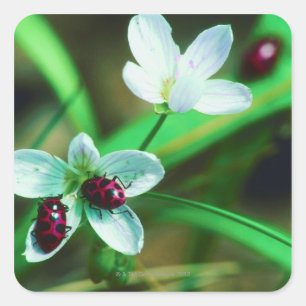 Sticker Carré Ladybug