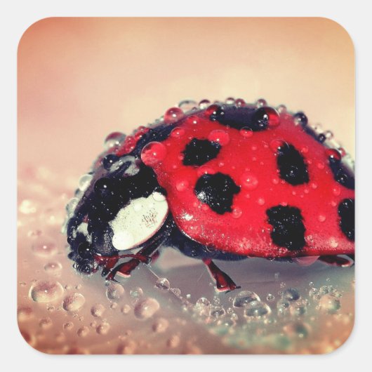 Sticker Carré Ladybug (Devant)