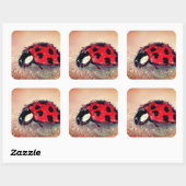 Sticker Carré Ladybug (Feuille)