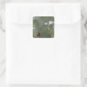 Sticker Carré Ladybug sur Stem (Sac)