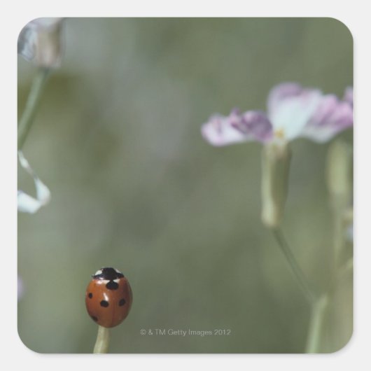 Sticker Carré Ladybug sur Stem (Devant)