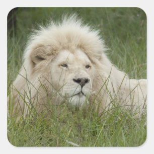 Sticker Carré L'Afrique du Sud, Londres est, Inkwenkwezi privé