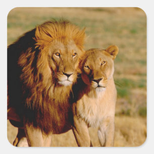 Sticker Carré L'Afrique, Namibie, Okonjima. Lion et lionne