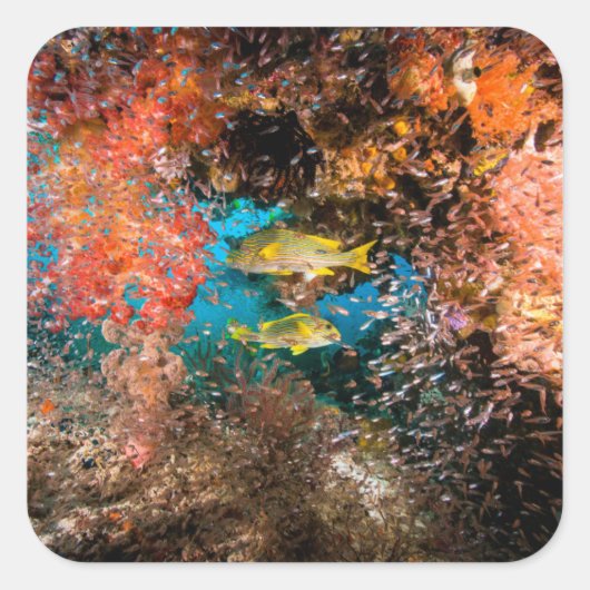 Sticker Carré Laja Ampat Sous-marin 6 (Devant)