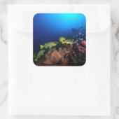 Sticker Carré Laja Ampat Underwater 3 (Sac)