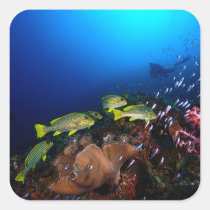 Sticker Carré Laja Ampat Underwater 3
