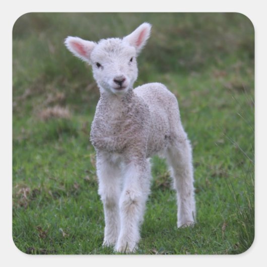 Sticker Carré Lamb Bébé Mouton ferme animal (Devant)