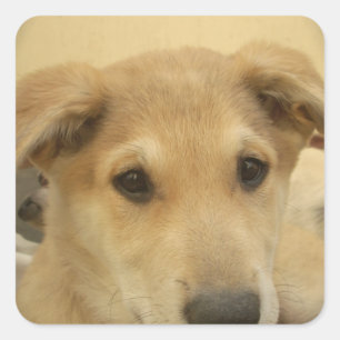 Sticker Carré L'amour des chiots : le meilleur ami de l'homme