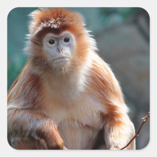 Sticker Carré Langur Singe Faune Photo Animal (Devant)