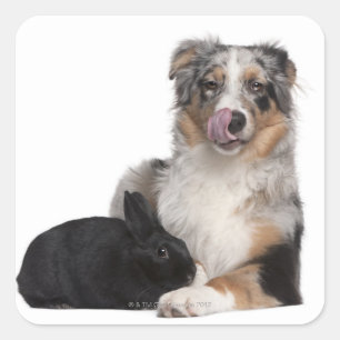 Sticker Carré Lapin (1 an) couché à côté d'un Australien