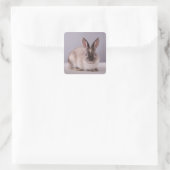 Sticker Carré lapin, arrière - plan simple, animal, table blanch (Sac)