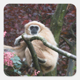 Sticker Carré Lar Gibbon, la retraite à la traîne