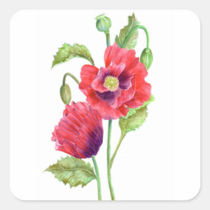 Sticker Carré L'art floral des Papes rouges