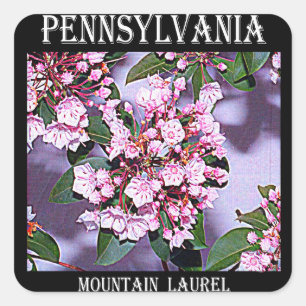 Sticker Carré Laurier de montagne de la Pennsylvanie