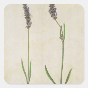 Sticker Carré Lavandula officinalis (Old English Lavender), c.15