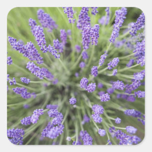 Sticker Carré Lavender plants