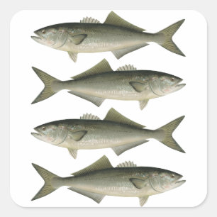 Sticker Carré L'aventure de la pêche au thon rouge