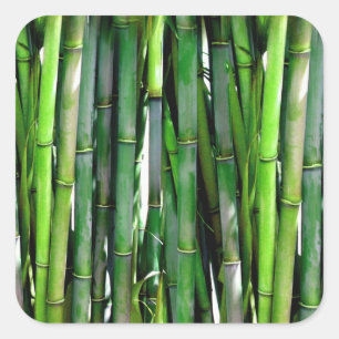 Sticker Carré Le Bambou vert Stalks Photographie de la nature