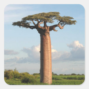 Sticker Carré Le baobab Madagascar de Grandidier