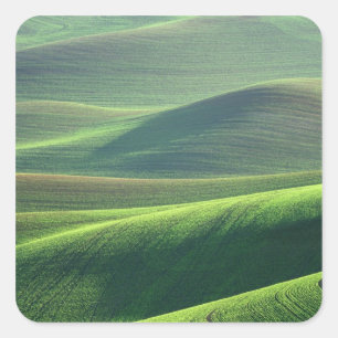 Sticker Carré Le blé jaillit dans les collines de Palouse