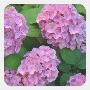 Sticker Carré Le buisson d'hortensia rose