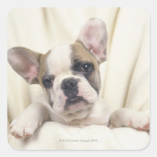 Sticker Carré Le Bulldog, souvent appelé le Bulldog anglais, 2