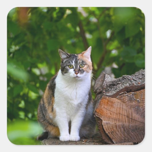 Sticker Carré Le chat (Devant)