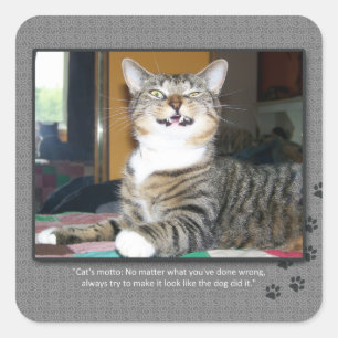 Sticker Carré Le chat blâme le chien