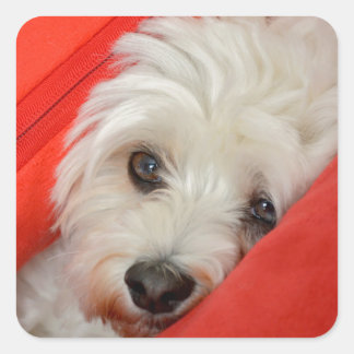 Sticker Carré Le chien blanc de Havaneser est sur des oreillers