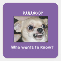 Le Chihuahua paranoïaque coincé dans l'anxiété des